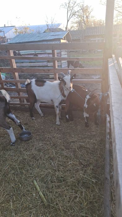 Țapi castrati 20 - 25 kg preț 20lei kg în viu