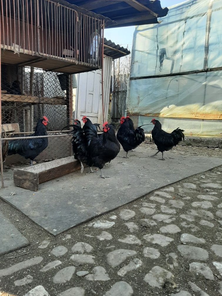 Cocoși australorp