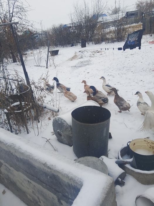 Продам Уток. Несутся