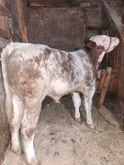 Tăuraș belgian de 4 luni .