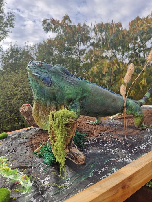 Iguana exotica impaiata