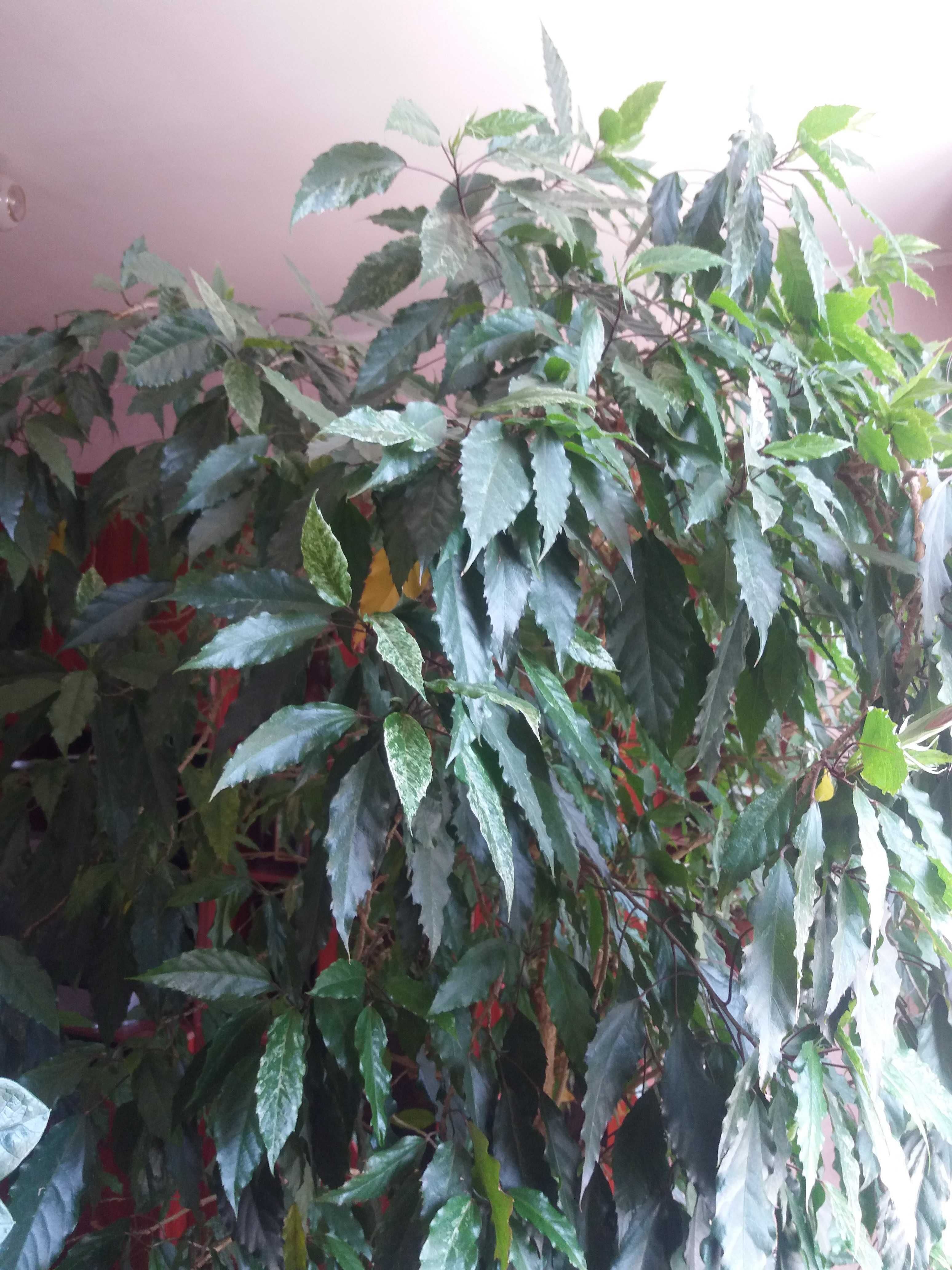 Продам растение гибискус