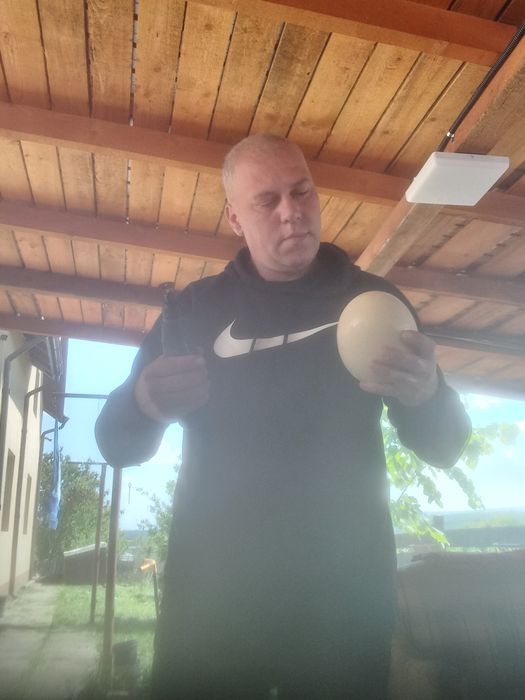 Struti un mascul si o femela