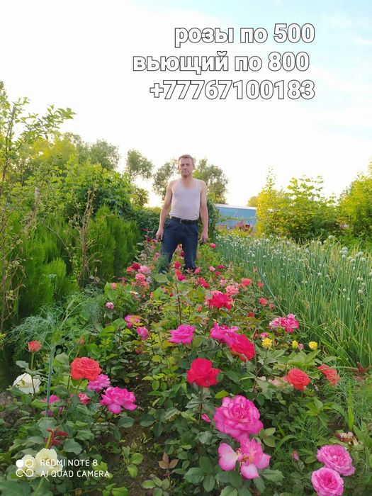 Саженцы яблони, персик ,красный щёчки, слива белая ,смородина красная