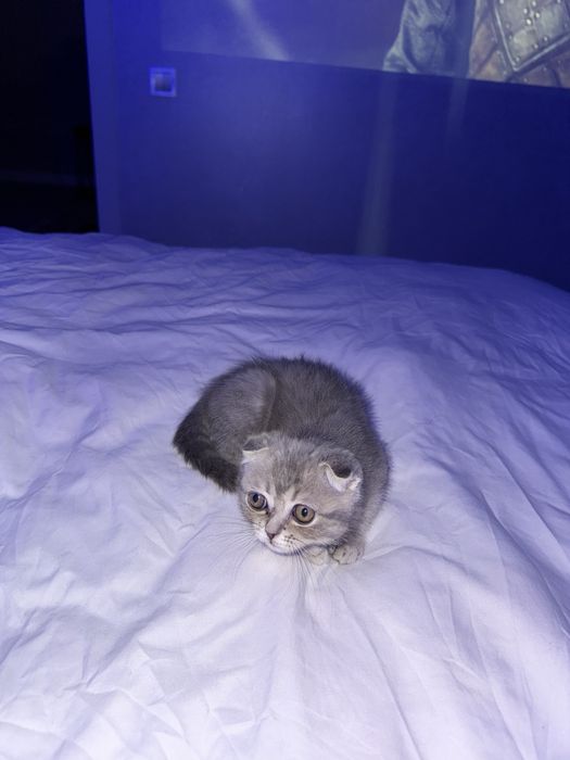 Срочно продаю котенка