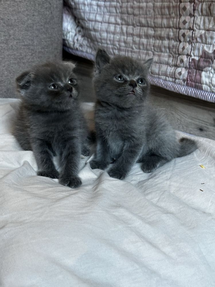 Чистокровные котята Скоттиш Фолд и Страйт