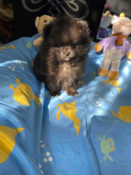 Кученца мини пумеран