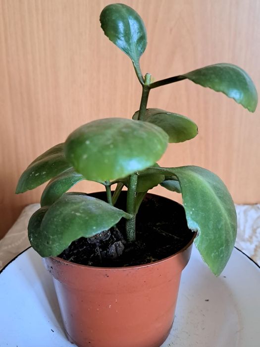 Каланхоэ комнатное растение