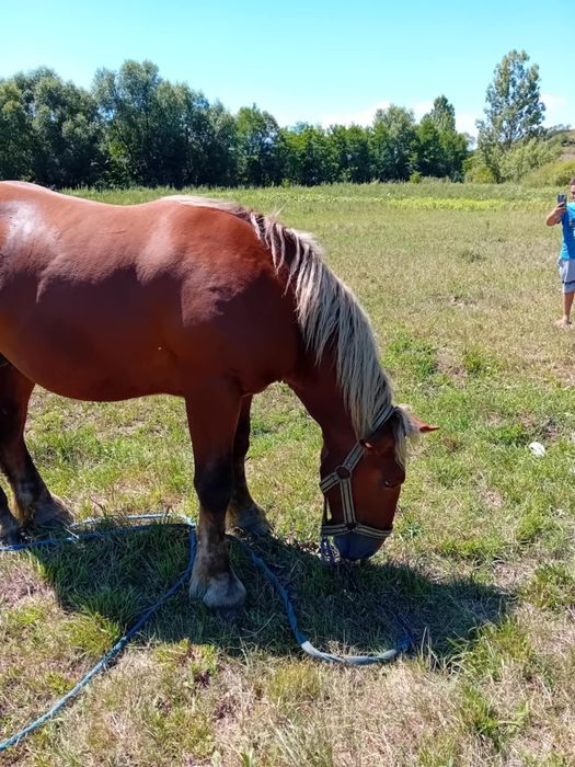 vând mânz mai multe detalii la telefon