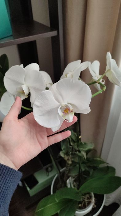 Отцветашка орхидея гигант