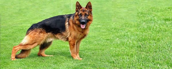 Немецкий Овчарка срошна сотилади оладиганлар тел қилсин.