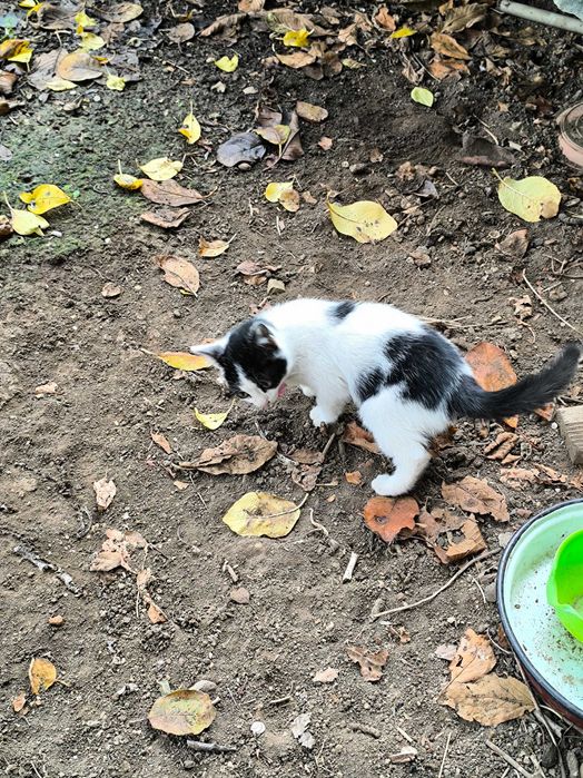 Две котета си търсят дом подарявам ги