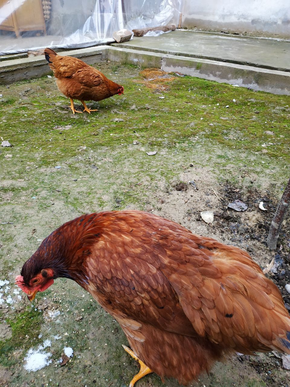 Xanxayp tuxumlari sotiladi