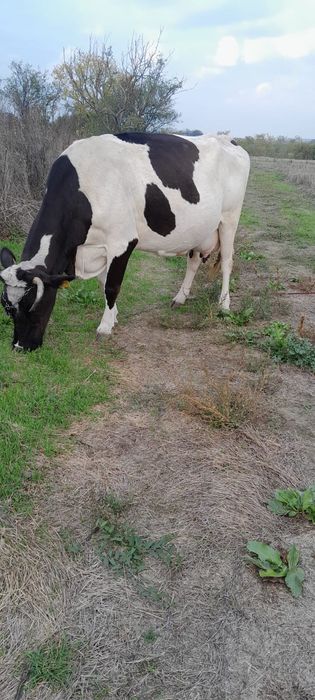 Vând vacă de lapte