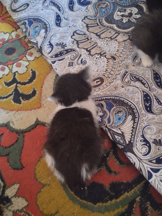 Продаю котят. Послушные.