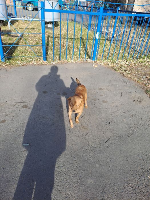 Найдена собака , срочно!