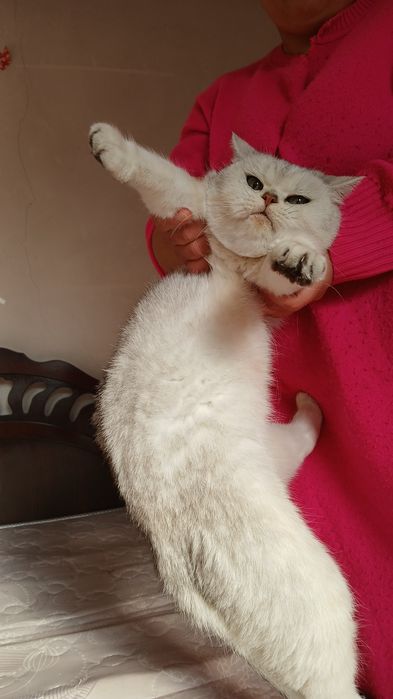 Серебристая Шиншилла