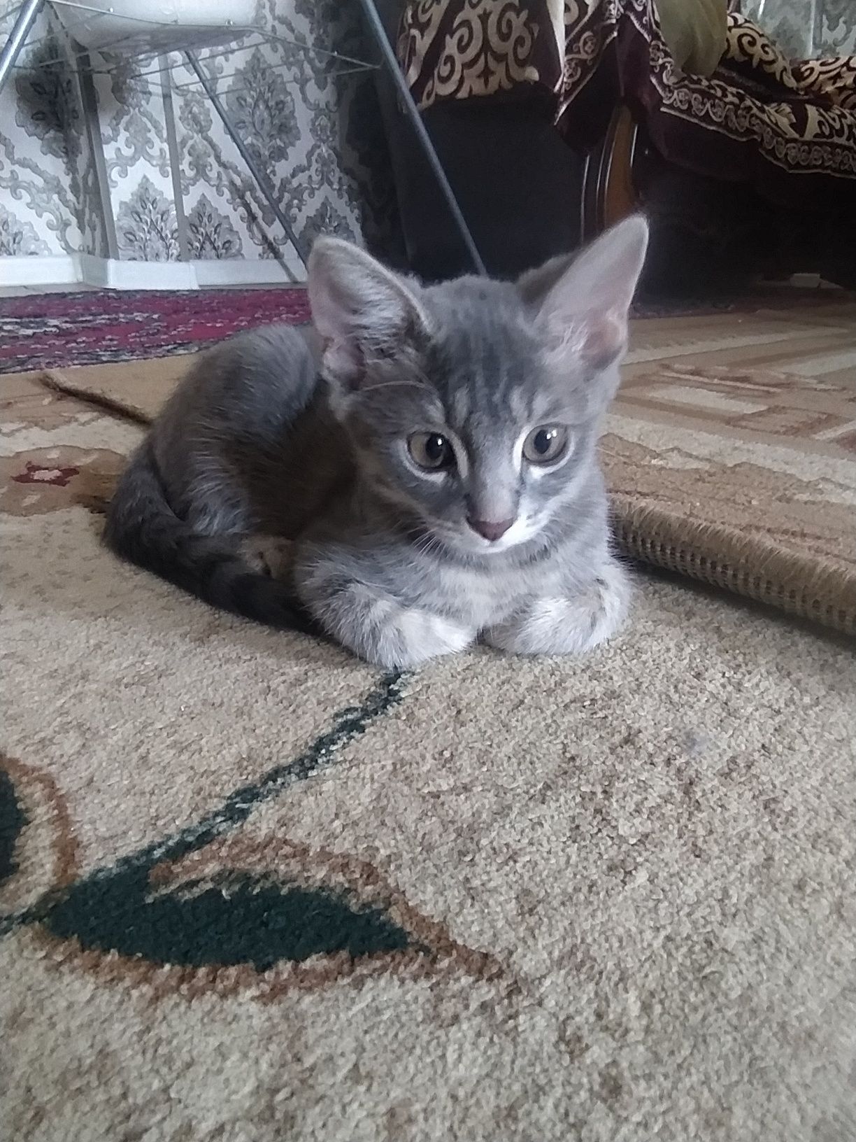 Милая кошечка Рэйчел