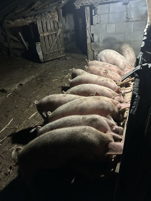 Продавам малки прасенца