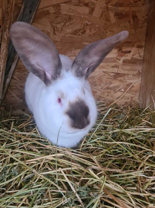 Urias de transilvania