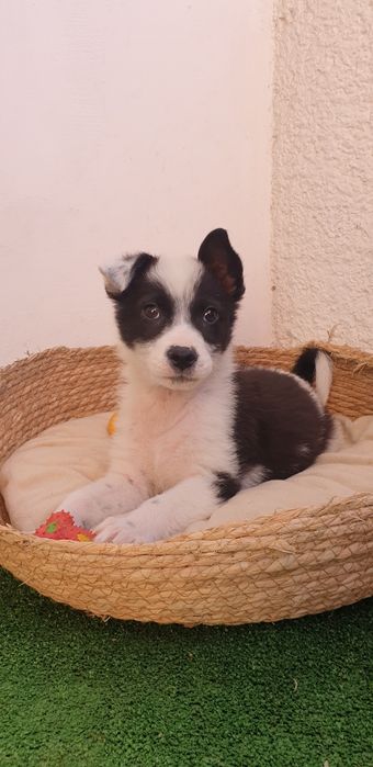 Donez 2 cațelușe talie mica