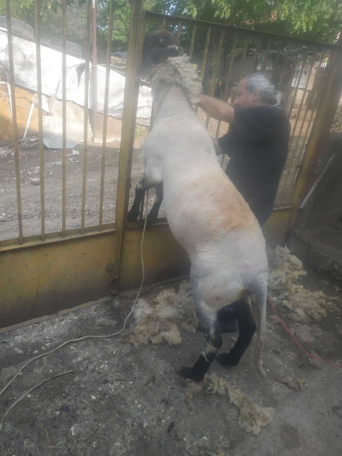 Продавам агнета и козлета и овен