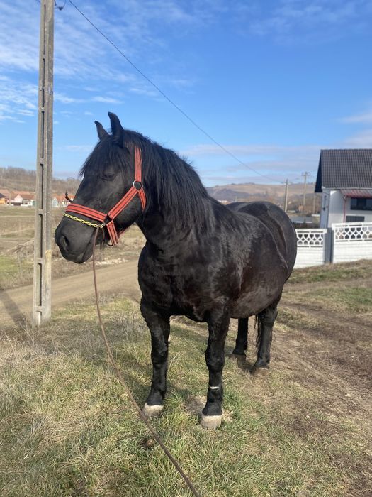 Iapa de vanzare, schimb si cu oi