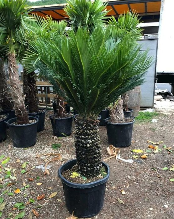 Cycas palmier, plante exotice, Palmier rezistă la frig etc