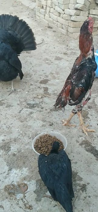 Продам питуха и курицу дакан