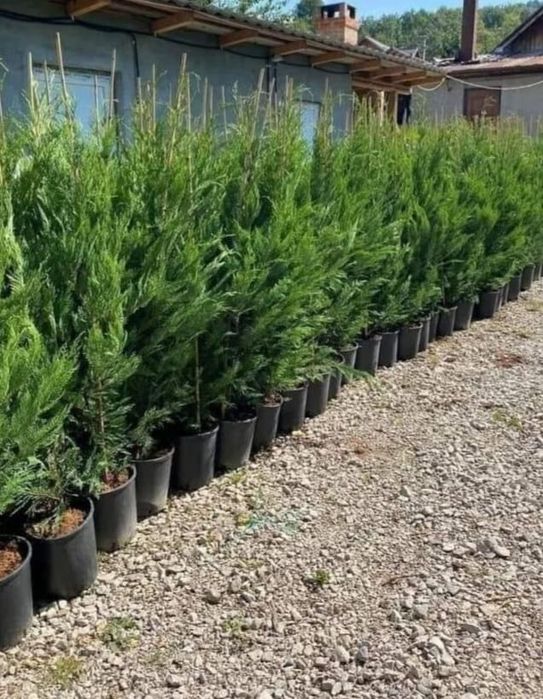 Vând plante ornamentale