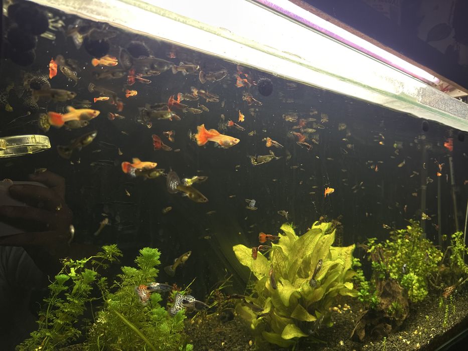 Vand guppy mix si guppy albino full red angro
