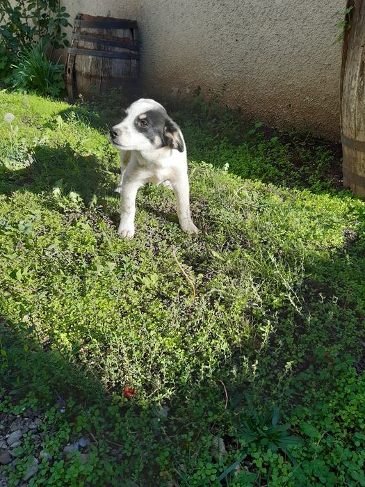 Малки кученца  се ПОДАРЯВАТ  Добрич