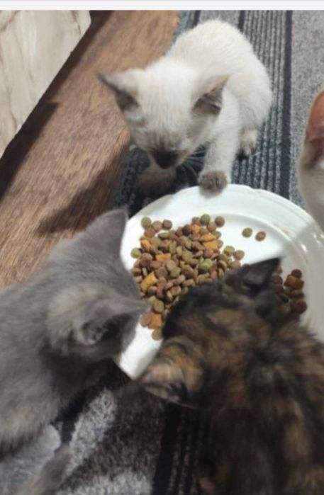 Отдам котят добрые руки бесплатно. Город Шымкент Папова улица