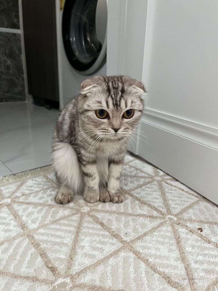 Продам кошку мальчика