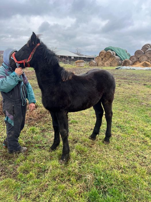 Mânz frizian de 6 luni