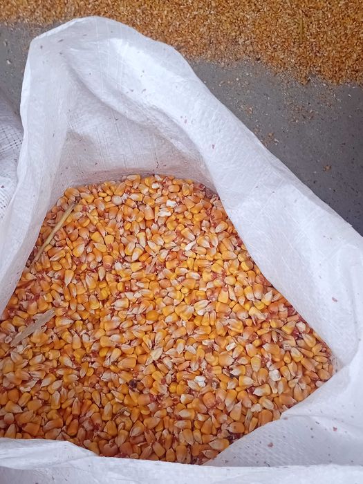 Vand porumb de calitate suprioara