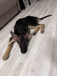 Caine Ciobanesc German - Linia de lucru - Vaccinat - 2 luni - Femela