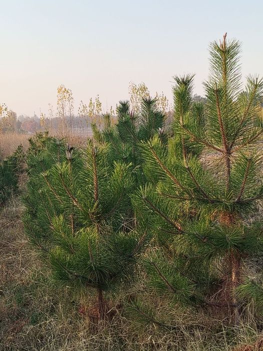 Archa ko'chatlar bor Xarhil turdagi.