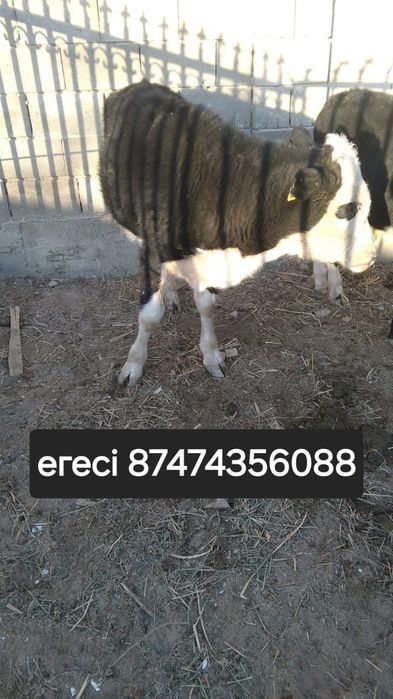 Баспақтар сатылады.