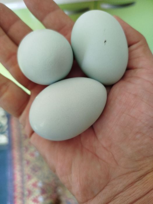 Кора Ухейюл тухумлари сотилади