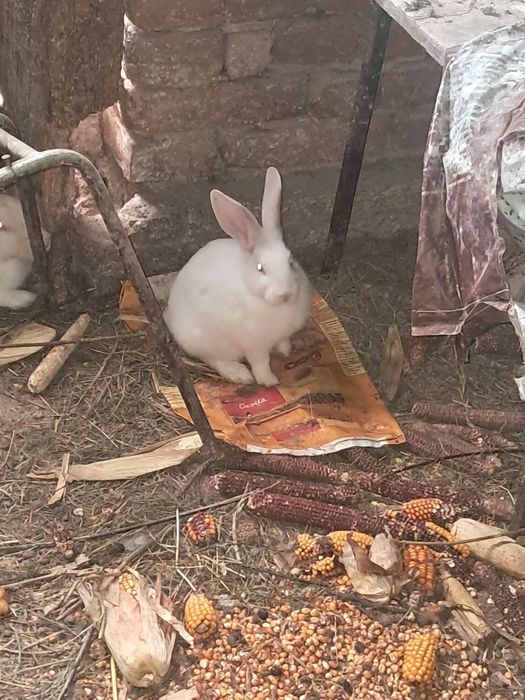 Iepuri de rasa hycole