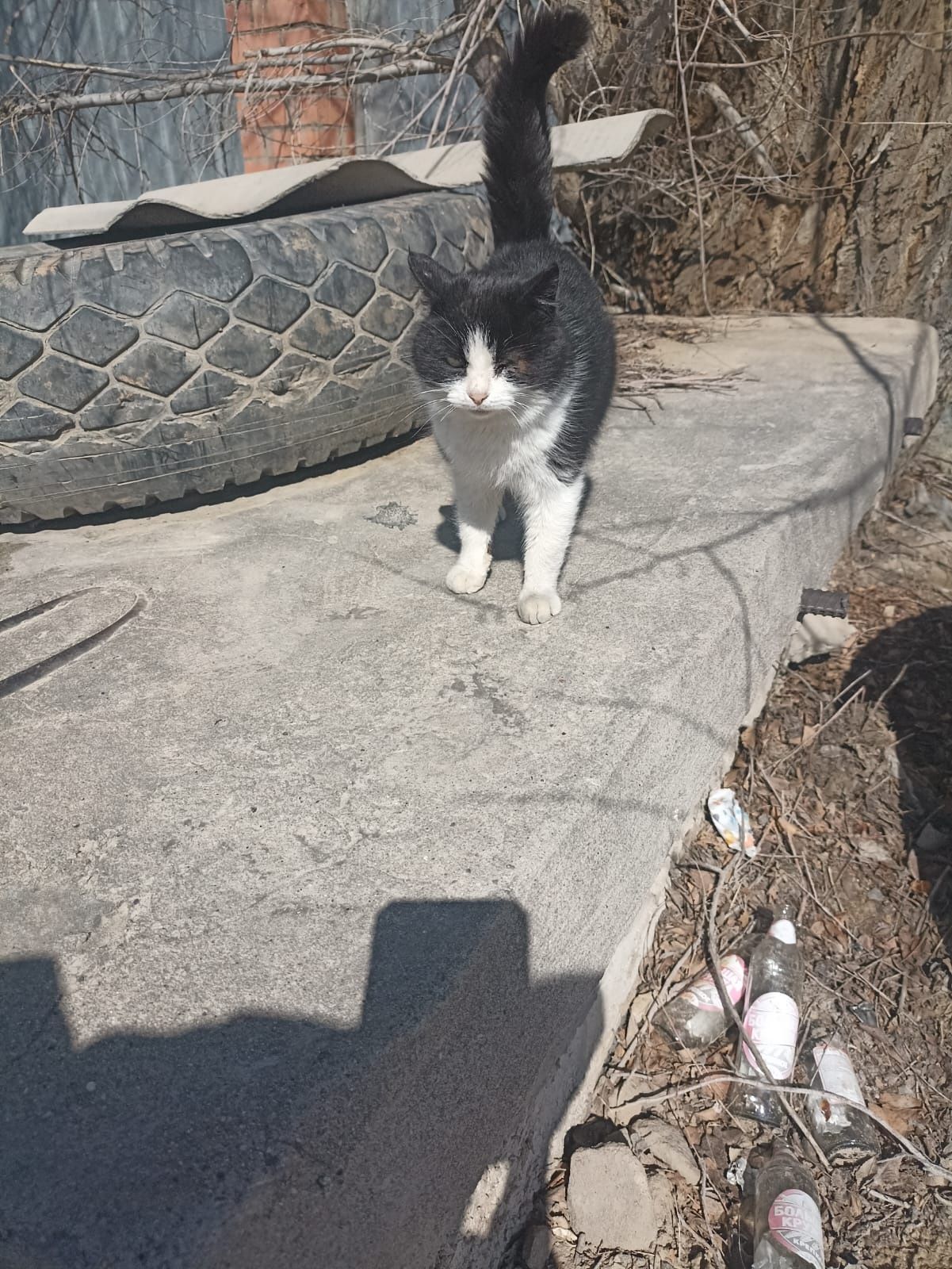 Кошечка  ищет Добрый ДОМ