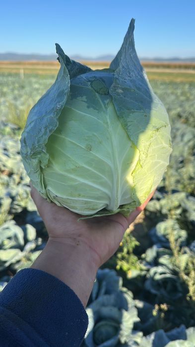 Varza Bucharest si Gintama