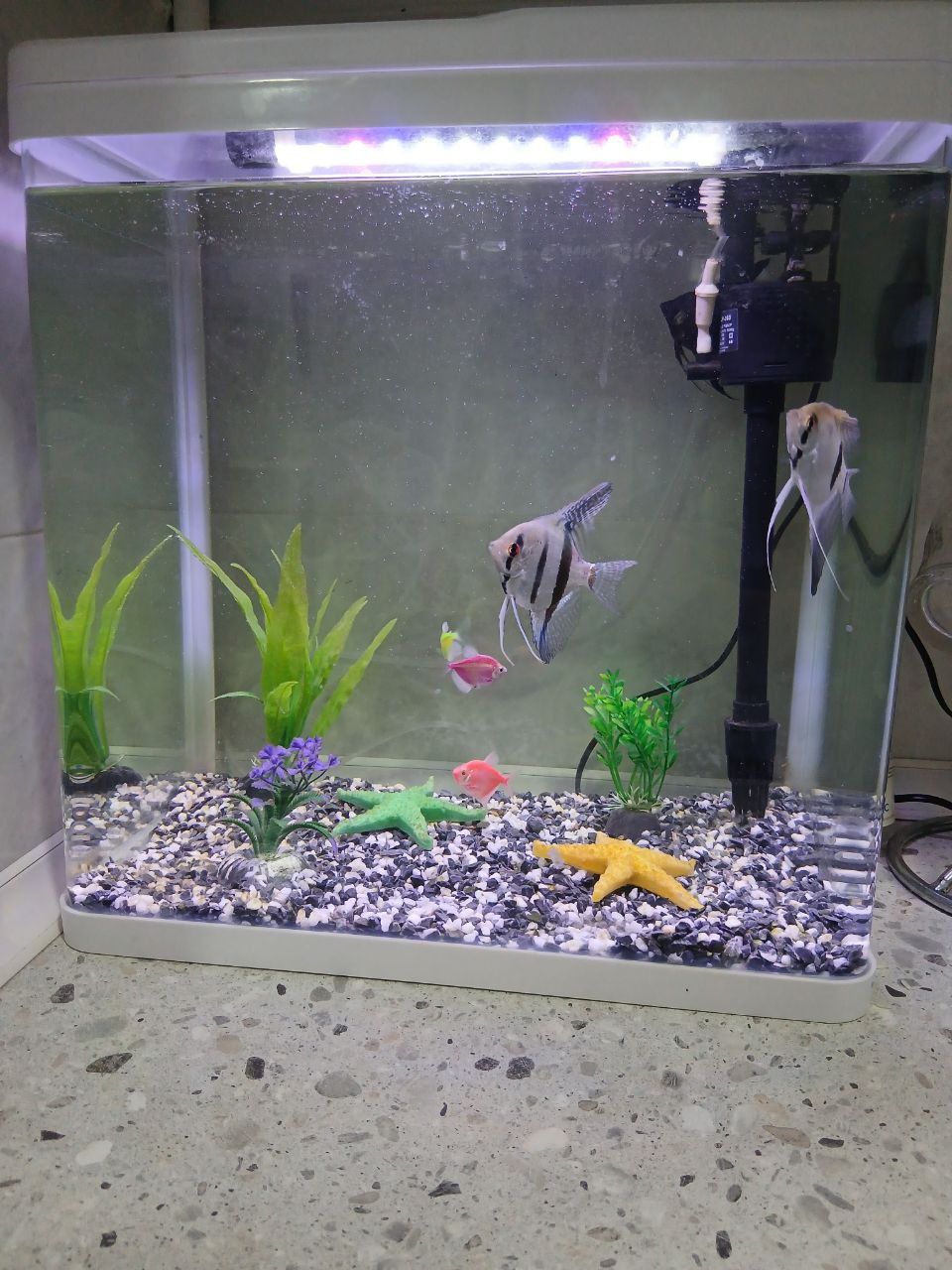 28 litrli akvarium sotiladi 
Жуда яхши ҳолатда. Барча жиҳозлари билан: