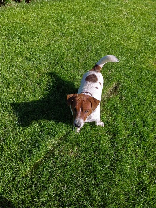 Джак Ръсел Териер