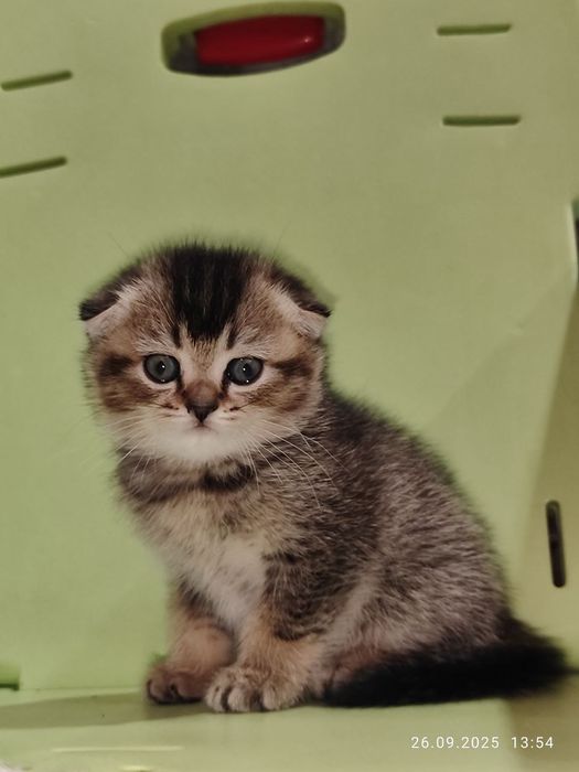 Скоттиш Скотиш фолд шиншилла