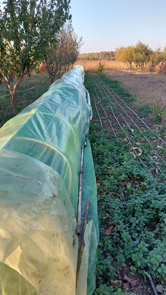 Menta Olandeza proaspata