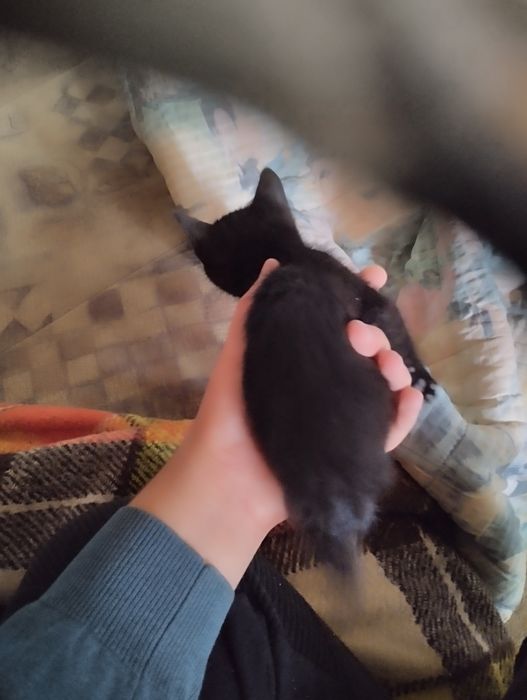 Dau pisoi spre adopție jucăuși și energici