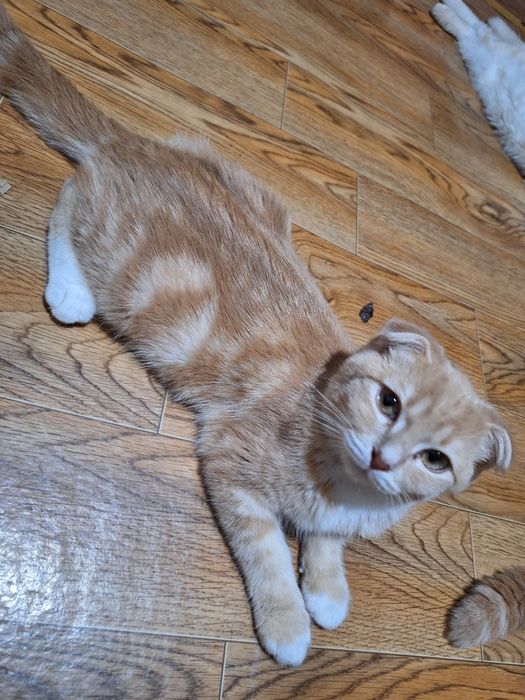 Шотландский вислоухий мальчик