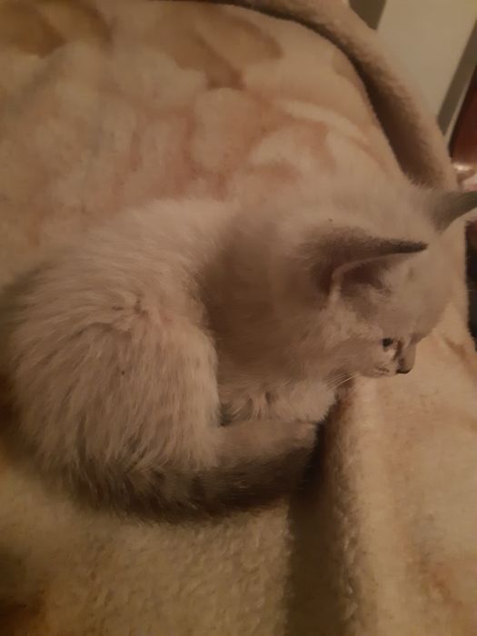 Котята 1,5месяца.3 девочки, 2 мальчика. Дача Ягодка. Ходят в туалет.